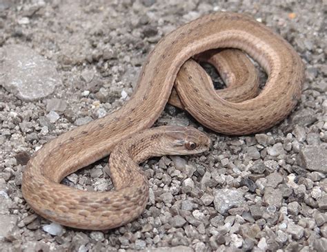 dekay's brown snake for sale.